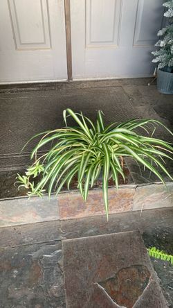 Plantas araña
