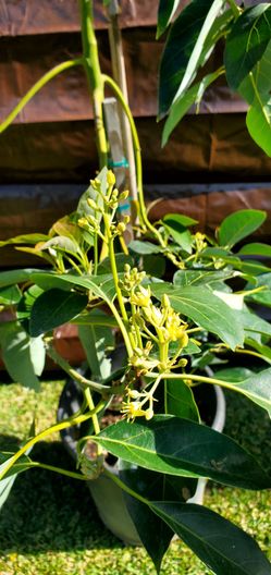 #2A HASS Avocado Trees Propagated Grafted to produce Q&uality fruit quickly. 15gal over 7 feet tall. With flowering buds to producing fruit