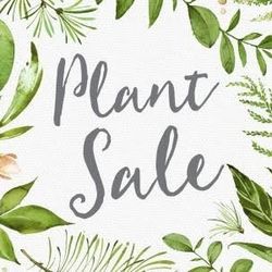 Plants In Planters