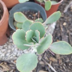 $5 kalanchoe  plant 