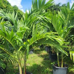 Spectacular Christmas Palms About 6 Feet Tall!!! Fertilized 