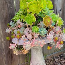 Birdbad Full Of Socculants 