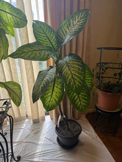 Dumb Cane Dieffenbachia Variety