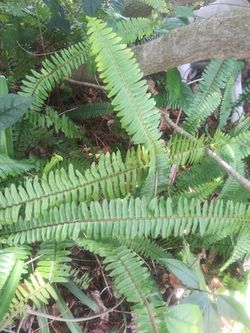 Fern plants