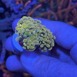 Fake Coral Decorations 