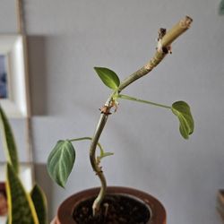 Philodendron Melanochrysum 