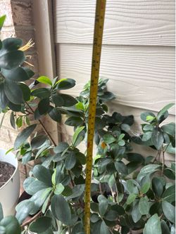 Bonsai plant Ginseng Grafted Ficus
