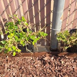 Little Red Apple Ground Cover 