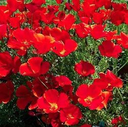 Red California Poppies. 100 NonGMO Heirloom Seeds