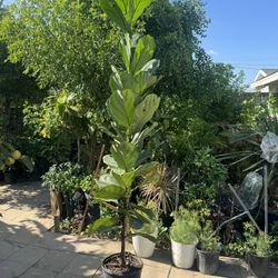 Fiddle Leaf Fig 7ft