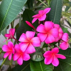 Plumeria  Plant  $45 In A 1 Gallon Pot. Flower Is From The Mother Plant. 