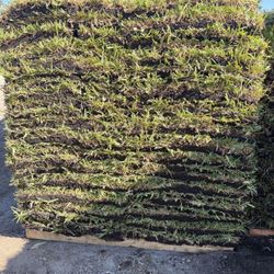 Fresh Palmetto St Augustine Pallet Of Grass