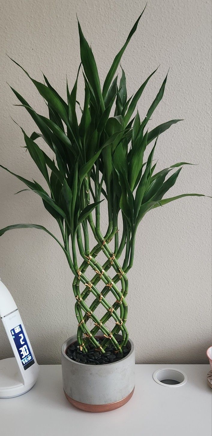 Beautiful Real BAMBOO Plant 🪴