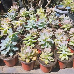 Succulents 4"