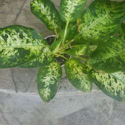 Indoor Plant