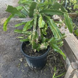 Red Dragonfruit Plants For Sale $15 Each