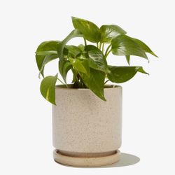 Momma Pots 4.5" Cylinder Pot with Water Saucer, White Sesame, New in box