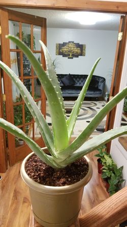 Aloe vera Healthy and best air purifying house plant in the new pot