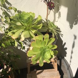 HUGE CERAMIC PLANTER & FABULOUS PLANTS