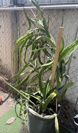 Red dragon fruit cutting