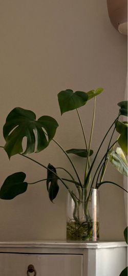Plants