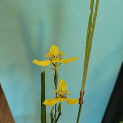 Blooming Yellow Iris Plants