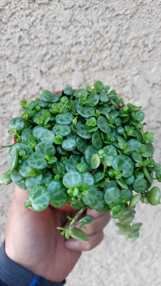 Small Strings Of Turtles Plant $17