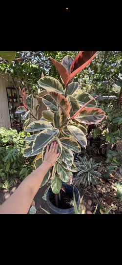 Giant 6+ feet variegated rubber tree plant