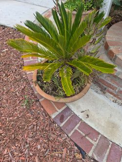 Plant for sale different prices