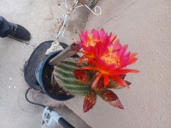 Cactus Decratibos 