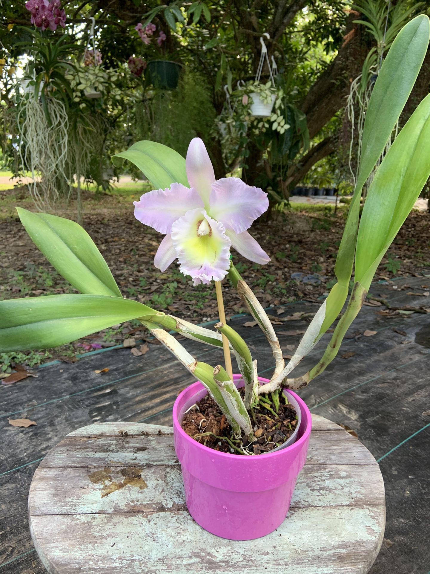 Cattleya orchids