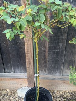 Olivia Tree Rose In 5 Gallon Pot