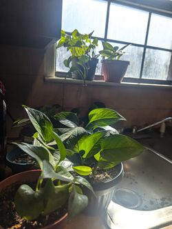 Golden Pothos🌱🏠 House Plants 10💲Each