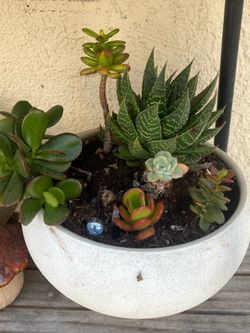 Beautiful succulent plant with pot $15