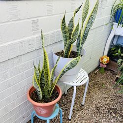 Snake plants   20  each