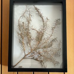 Kurt Cobain’s Tree