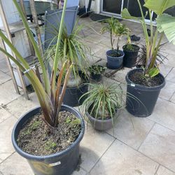 plants  $80 for all