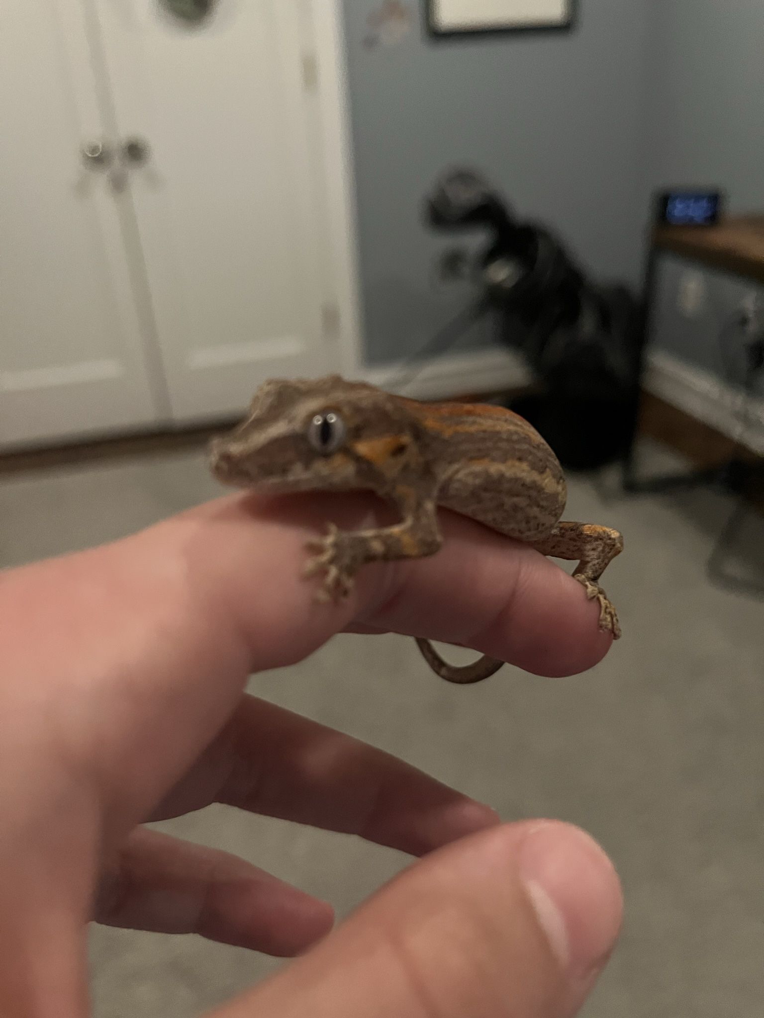 Male Gargoyle Gecko