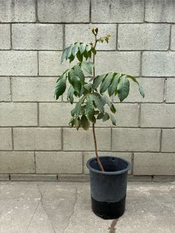 Ice Cream Bean Tree
