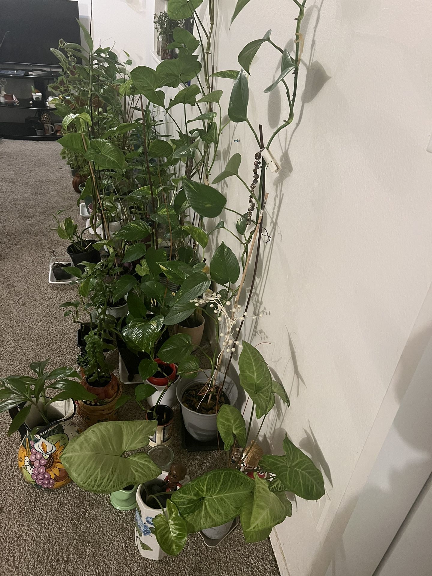 Indoor Plants 🪴