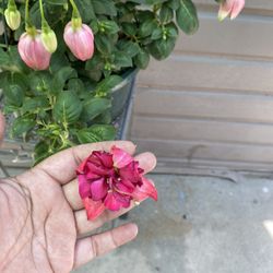 8” fuchsia plant