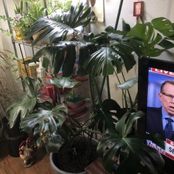 Large Monstera Plant/5ft Tall-very Healthy 