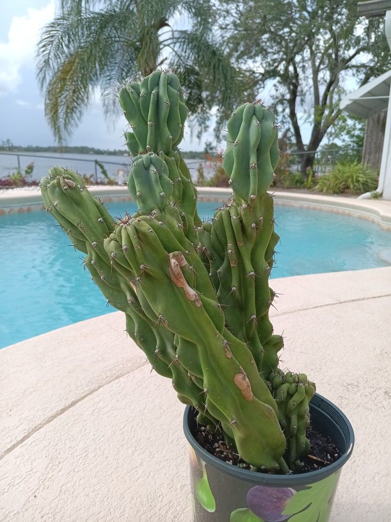 19"×10" Monstrose Peruvian Apple Cactus Rooted In Pot-White Flowers Red Edible Fruit