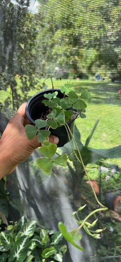Oxalis triangularis live plant