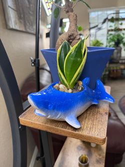 Live Jade Pegoda Snake Plant with a New Shark Ceramic Pot (Please read full description)