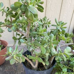 Jade Plant