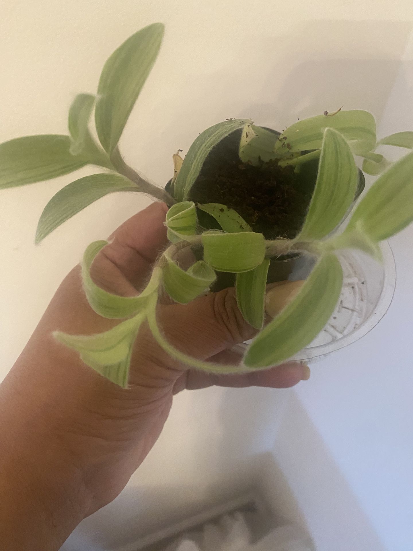 Tradescantia velvet variegata in 4” pot