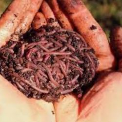 Worm Castings 
