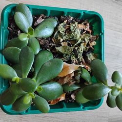 Three Rooted Jade Plants