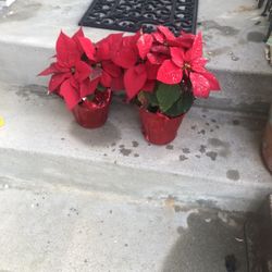 2 FREE Poinsettia Plants